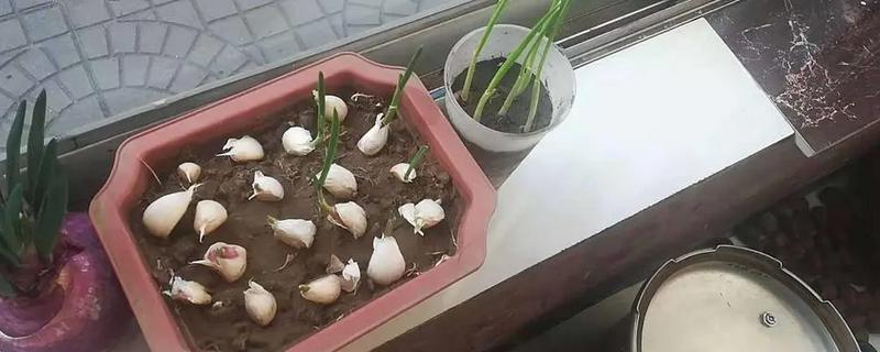 北京地区什么时候种大蒜，9月下旬至10月中旬种植为佳