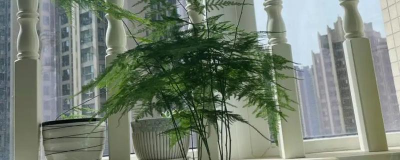 文竹叶子发黄原因及防治方法，可能是养分不足或积水导致的