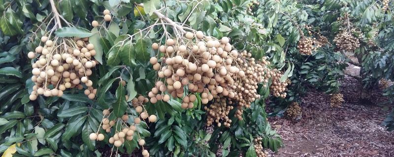 龙眼树苗北方可以种植吗，北方地区一般不可以种植龙眼
