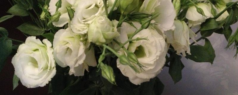 白色洋桔梗的花语，寓意纯洁美好、真挚爱情等