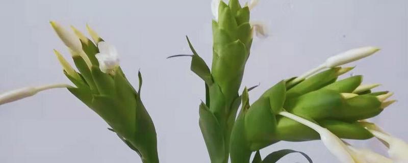 姜花的种植技术，喜欢生长在温暖偏高温的环境中