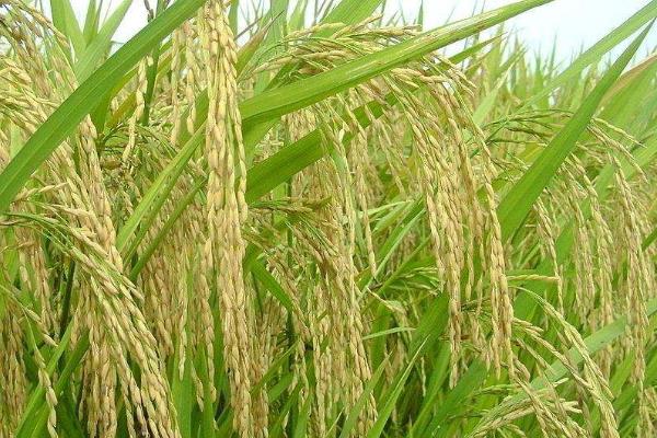 C两优608水稻品种的特性，5月下旬至6月初播种