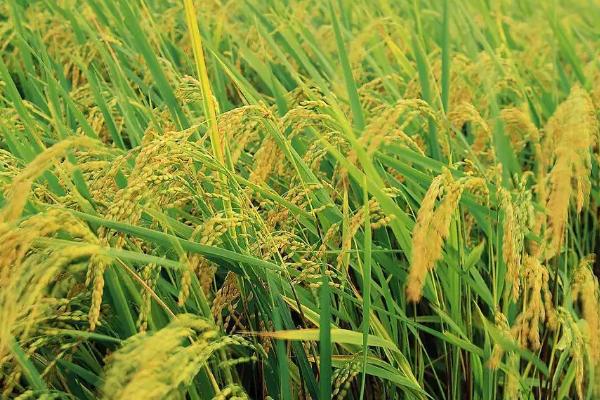 特优679水稻品种的特性，每亩插(抛栽)10万基本苗