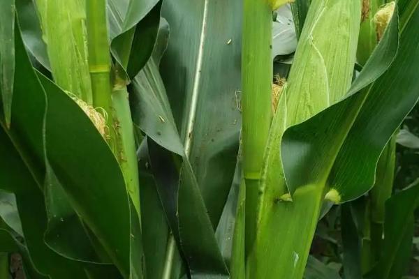 沈禾201玉米种子特征特性，注意防治大斑病