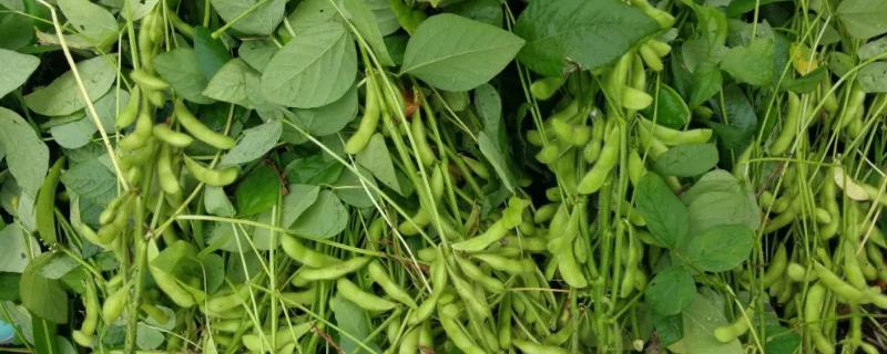 黑农58大豆种子简介，生育期间三铲三趟或化学除草