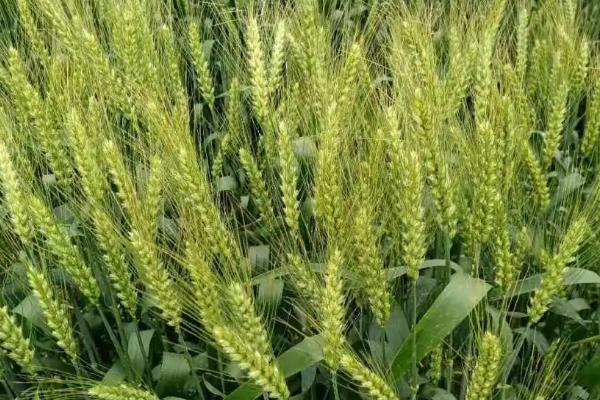 扬辐麦4号小麦品种简介，每亩基本苗16万左右