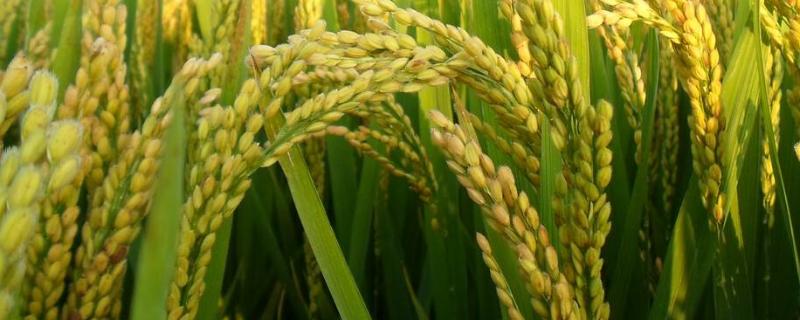 嘉早311(原名:Z04-311)水稻种子特点，做好白叶枯病防治