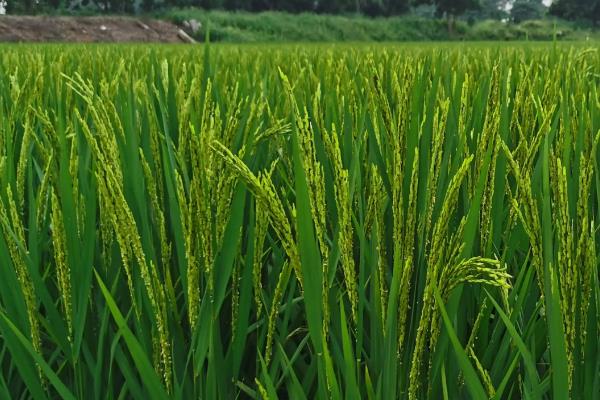 祥湖13(原名:丙04-13)水稻品种简介，该品种叶色青绿