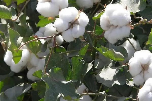 山农圣棉1号棉花种子特点，属中早熟品种