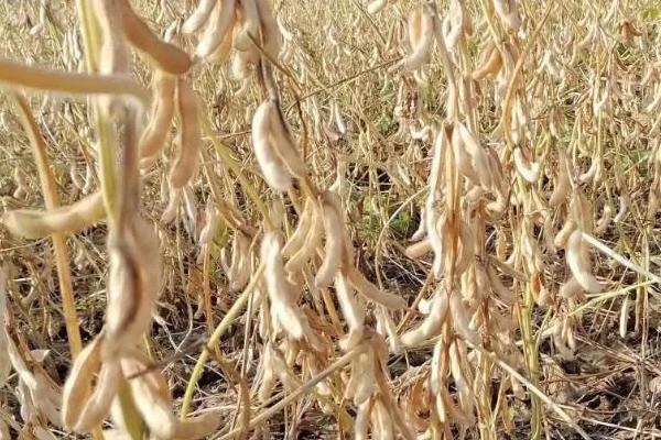 周豆17号大豆种子简介，每亩密度1.5万株