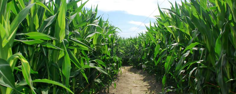 天玉2008玉米种子简介，在试验3000株/亩密度下
