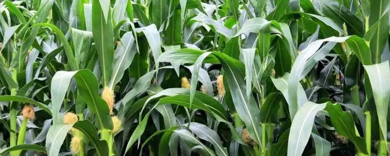 陇单5号玉米品种的特性，中抗丝黑穗病和茎腐病