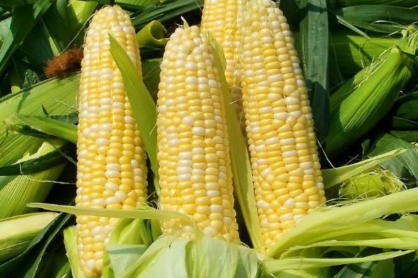 新饲玉17号玉米品种的特性，头水可比其它品种晚浇7～8天