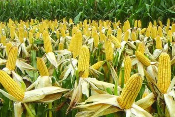 花甜糯1号玉米品种的特性