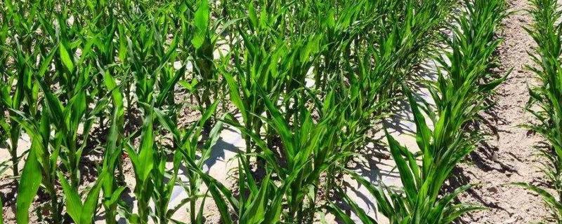 大地2号玉米品种简介