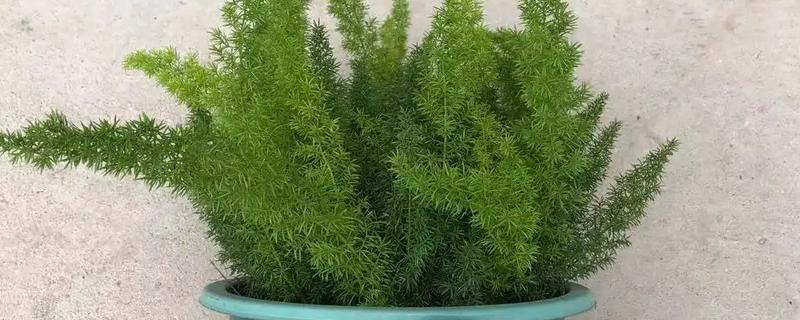 天门冬的盆栽养殖方法，最好置于半阴的环境中养护
