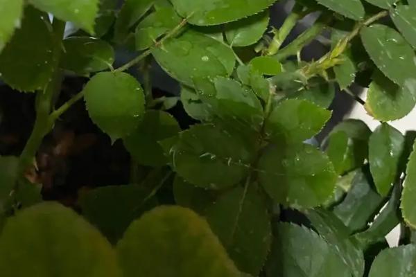 玫瑰花叶子卷缩的原因，可能是浇水不当或缺乏肥料导致的