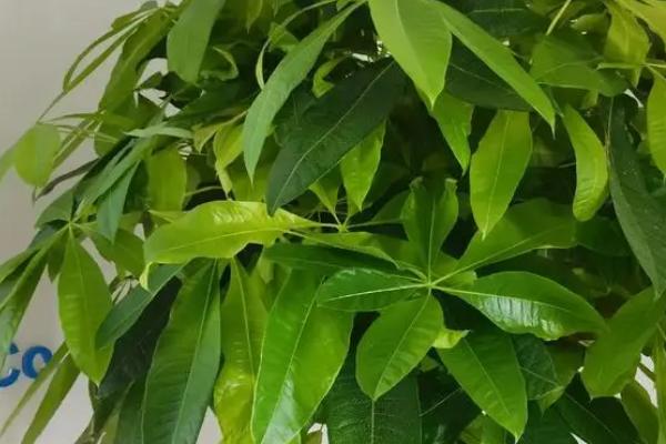 发财树的养殖方法，将环境温度控制在18-25℃