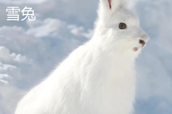 獭兔和雪兔有什么区别，耳朵、毛色和毛长均不同