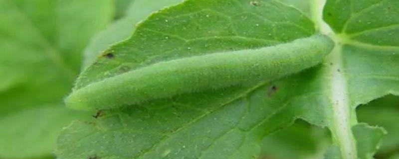 吊丝虫和菜青虫的区别是什么，卵、幼虫和成虫均不同