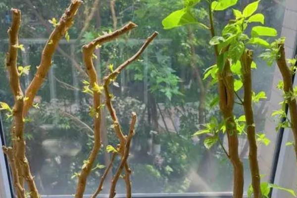三角梅老桩发芽后的养护方法，每天要让它晒光5-7小时