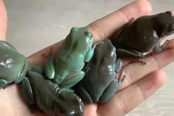 怎么养树蛙，生活环境以高湿为宜