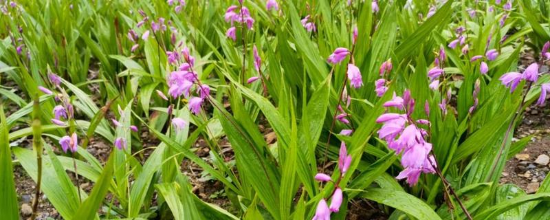 种植白芨前景如何，市场前景非常不错