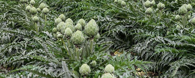 洋蓟如何种植，定植时控制好株距行距