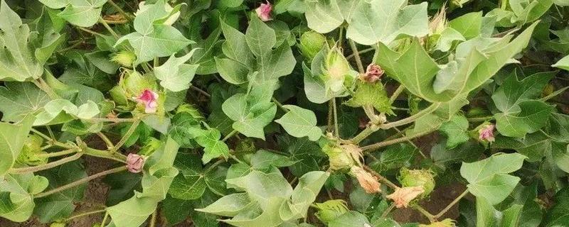 棉花初花期的田间管理工作，根据苗情施加“搭架肥”