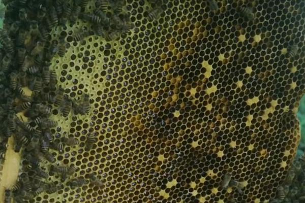 蜜蜂生病怎么治疗，根据实际病症使用针对性药物