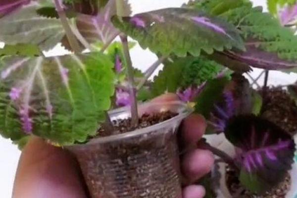 如何养殖彩叶草，生长季节要让土壤保持湿润稍偏干的状态