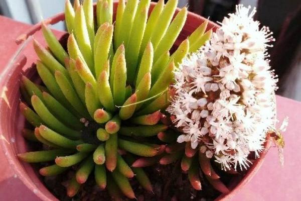 怎么繁殖瓦松，可播种繁殖、分株繁殖等
