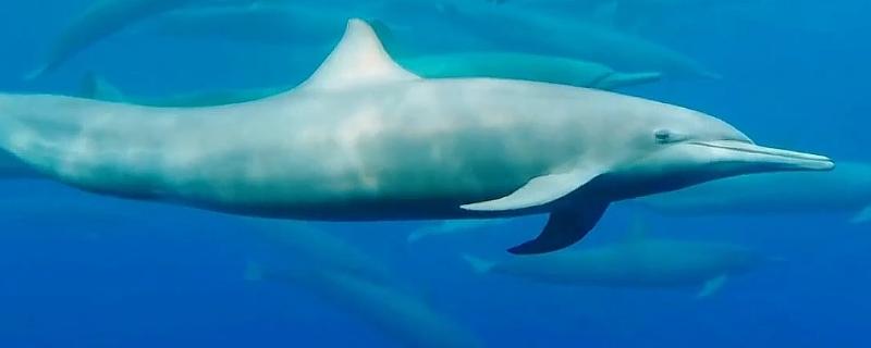 海豚的智商高吗，属于海洋生物中智商比较高的
