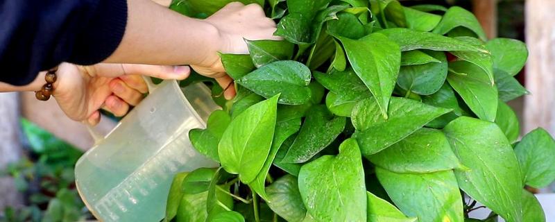 维生素c能浇哪些植物，可以浇绿萝、茉莉花等