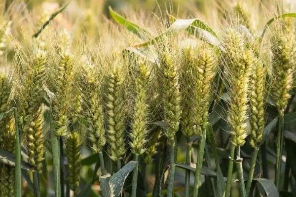 西农928小麦种子特征特性，适宜播期9月15-28日