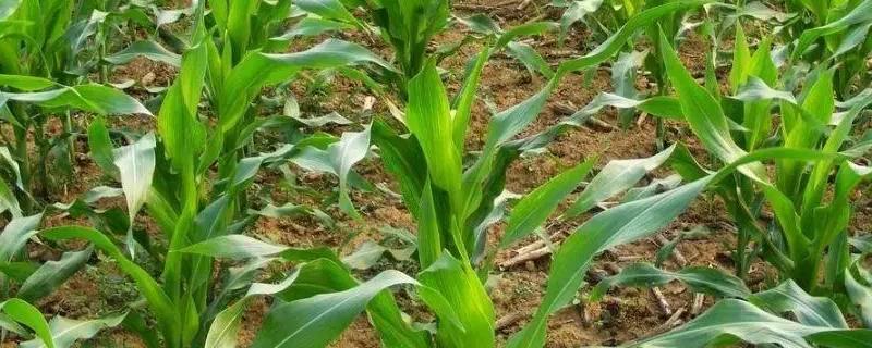 京科甜2000玉米品种简介，适宜种植密度3500株/亩