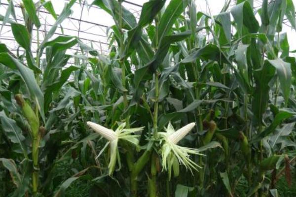 隆迪370玉米品种的特性，种植密度3500株/亩左右