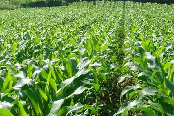 沈玉28号玉米品种简介，注意防治弯孢菌叶斑病