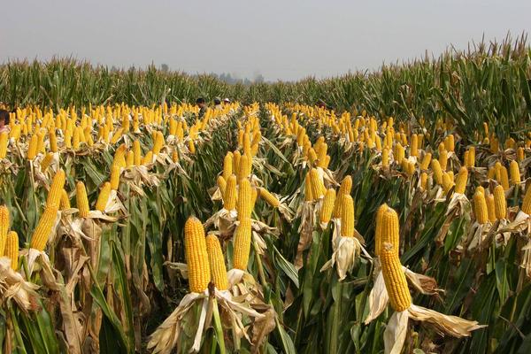 沈玉28号玉米品种简介，注意防治弯孢菌叶斑病