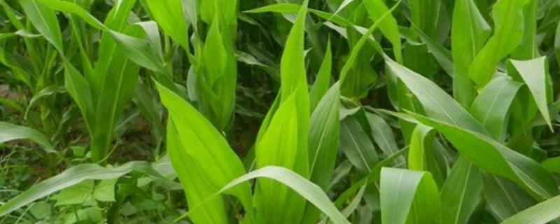 闽甜208玉米品种的特性，气温稳定通过12℃时播种