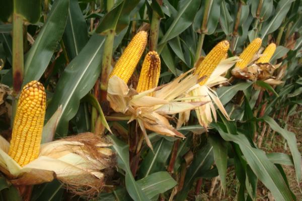 闽甜208玉米品种的特性，气温稳定通过12℃时播种