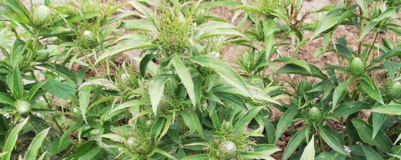 苍术的种植注意事项，最好是选择半阳区种植为宜