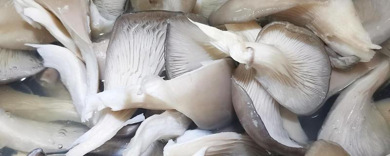凤尾菇是平菇吗，二者不是同一种菌类