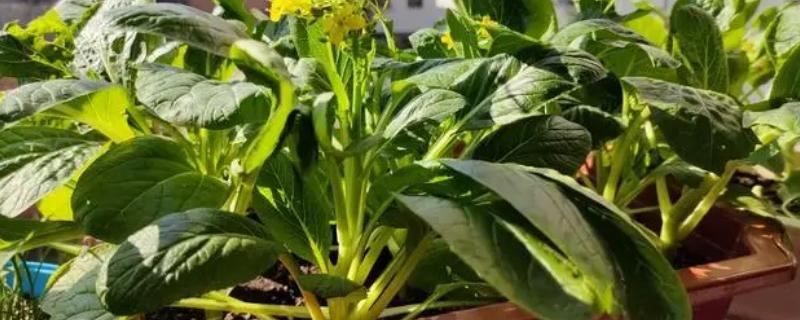 阳台怎么种菜心，放在光照较强且通风透气的位置