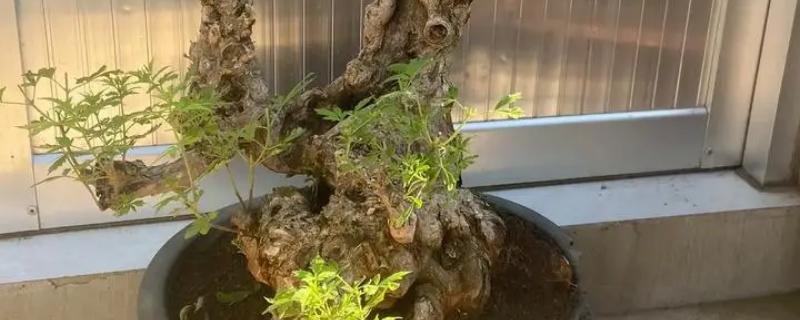 黄荆盆景的种植禁忌，忌放阳台、生长不良等
