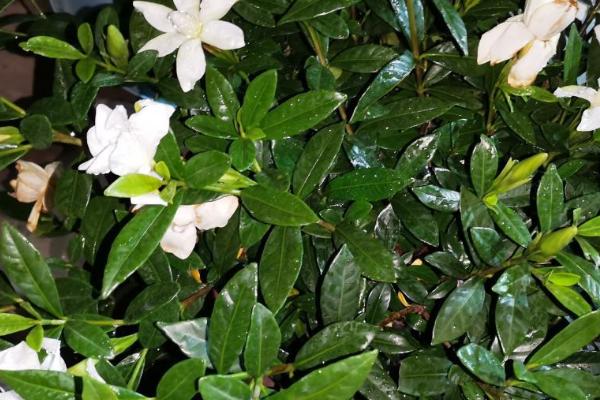 什么品种的栀子花好养，黄栀子花是最好养的