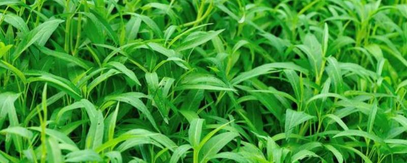 种植空心菜的方法，浸种催芽后再进行直播