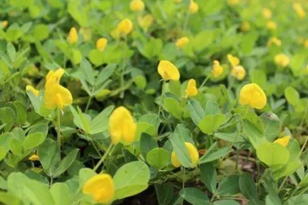 花生开花期要施什么肥料，初花期可追施硫酸钙等肥料