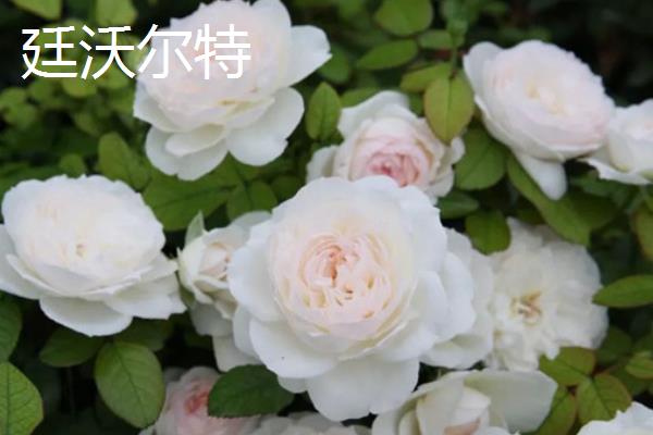 月季花有什么品种，果汁阳台、红双喜、龙沙宝石等品种较常见