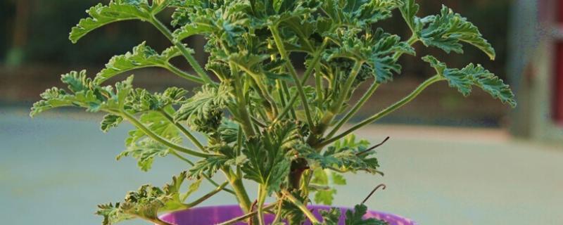 驱蚊草的盆栽方法，生长期和盛花期要定期追施肥液